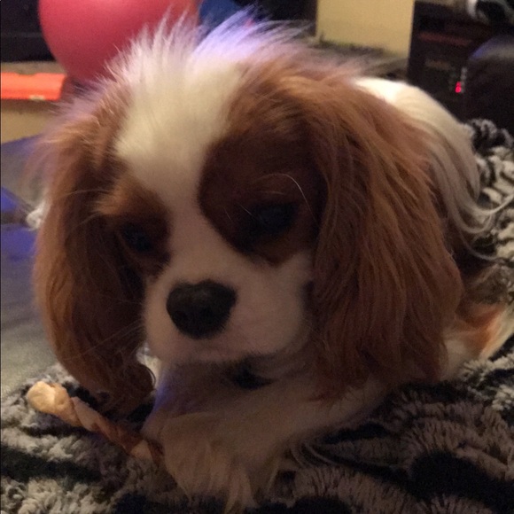 Meet your Posher, Megan - Picture 1 of 1